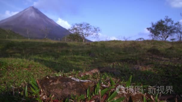 蚂蚁上树的根节点，与山中背景