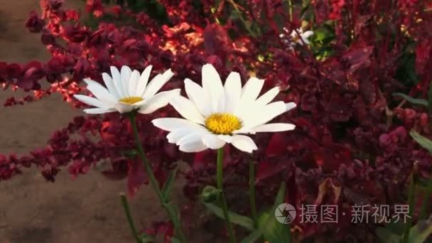 甘菊花和红苋菜植物视频