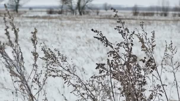 乾草雪冬季自然景观中的字段视频