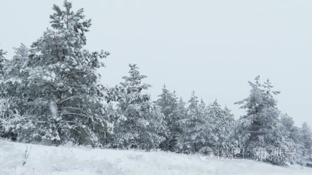 圣诞节雪杉树冬季野生森林下雪视频