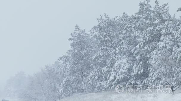 杉木在下雪圣诞节的雪野生冬林视频