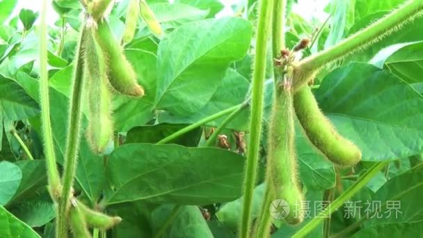 大豆栽培农业领域视频