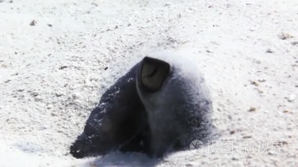 黄貂鱼寻找埋在沙子里的食物视频