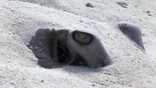 黄貂鱼寻找埋在沙子里的食物视频