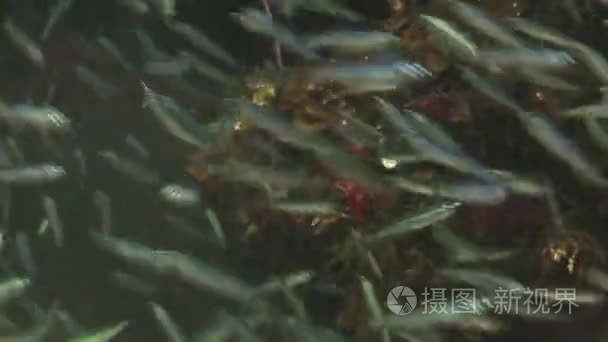 学校的玻璃鱼在水下的洞里视频