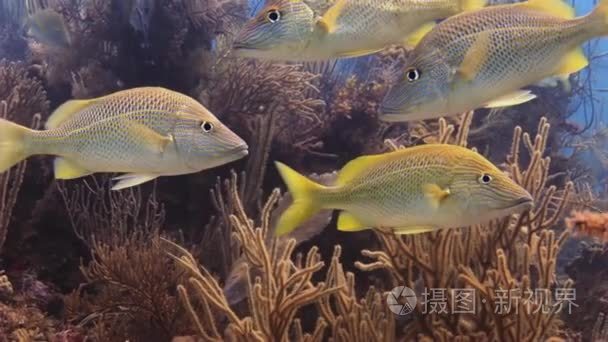 水下的珊瑚礁和热带鱼在巴哈马视频