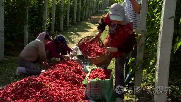 人们收获浆果在中国视频