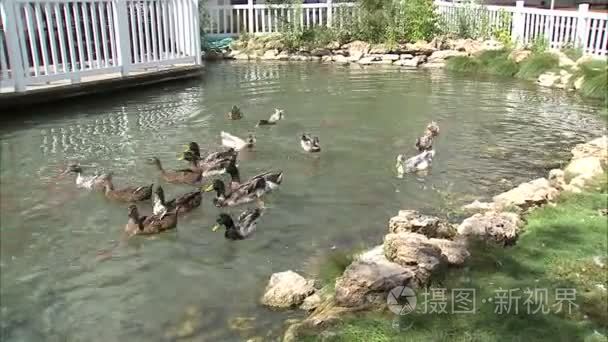 鸭子的池塘里粮食奋斗视频