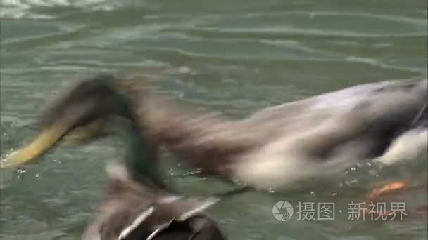 争夺食物在一个池塘里的鸭子视频