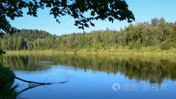 和平在森林里的河流视频