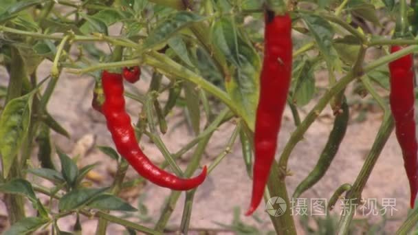 红辣椒对在非洲的植物视频