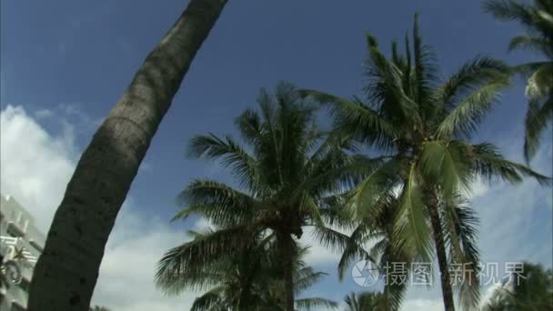 潘从棕榈树在迈阿密向企业视频