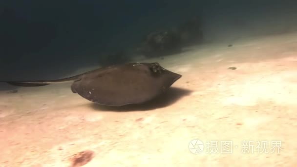 Stingray hovers above sea floor in search of food.