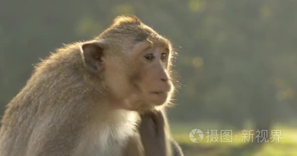 猴子吃吴哥窟柬埔寨古代文明寺视频