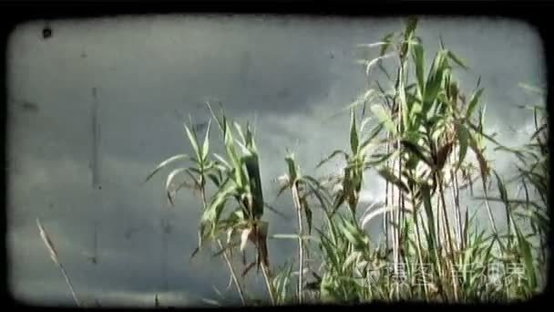 蓝天与植物的镜头视频