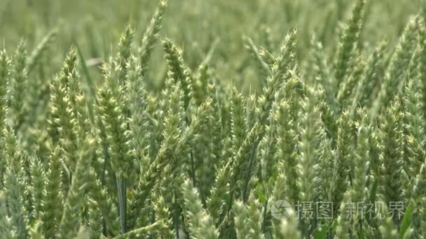 Wheat rye ear move in wind in rural field. 4K