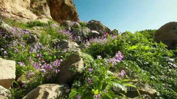 Rocky  flowered hillside in Israel.