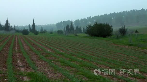 Panorama of green rows in a field in Israel.