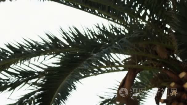 在以色列的死海棕榈树版税免费股票视频镜头拍摄