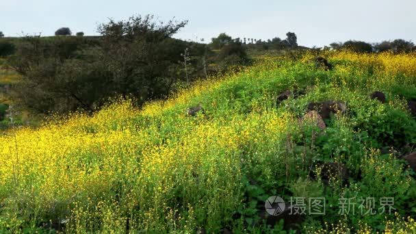 素材库的山坡长满黄色的野花，在以色列中