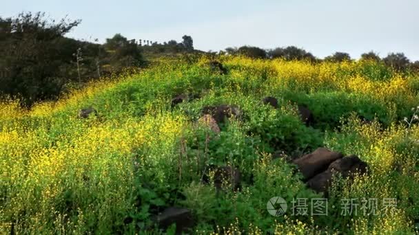 Panorama of a hillside covered with yellow wildflowers in Israel