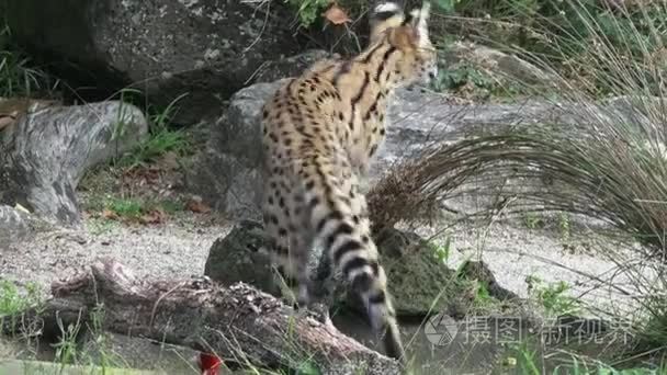 薮猫-非洲野生猫科动物