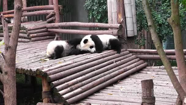 大熊猫宝宝视频