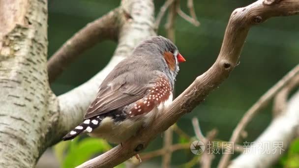 斑胸草雀的珍奇的鸟坐在树枝上视频