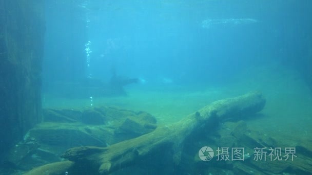 加州海狮在水下游泳