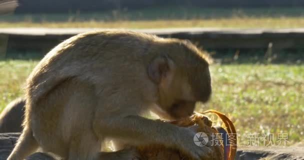 猴子吃吴哥窟柬埔寨古代文明寺视频