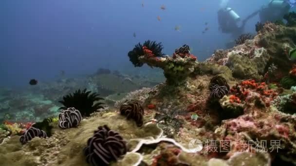 一位潜水员在美丽的珊瑚礁鱼视频