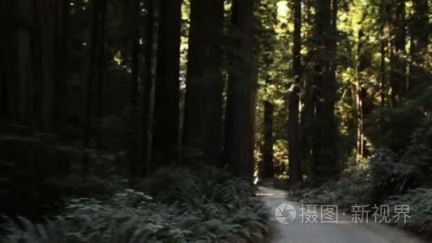 行驶在红木森林黑暗的道路视频