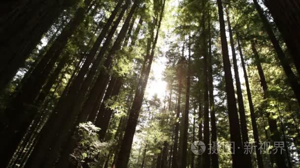 太阳自地平线之下穿过茂密的小树林