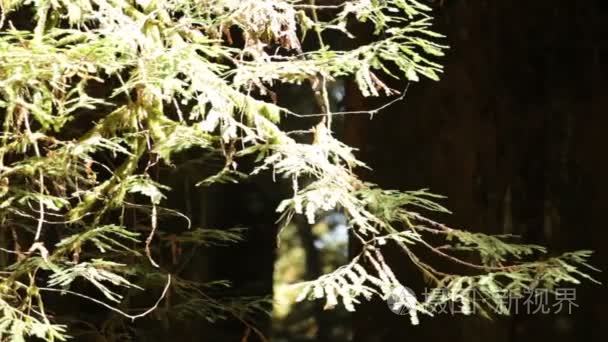 捕捉阳光的松树树的分支视频