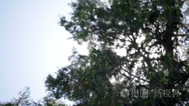 大松树的背后有阳光视频