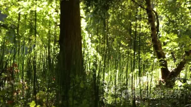 高大的绿色植物在森林里视频