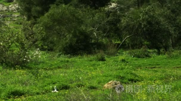 Royalty Free Stock Video Footage of a forest and meadow shot in 