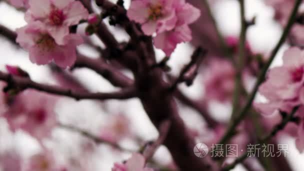 在以色列拍摄版税免费股票视频画面的粉红树开花