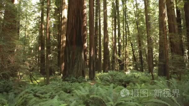 穿过森林与蕨类植物平移视频