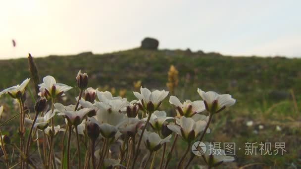 冻土带白色的小花视频