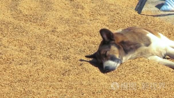 狗睡在沙滩上尼泊尔的屋顶上视频
