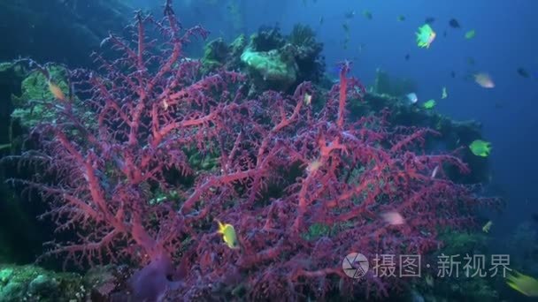 The red soft coral on the ocean floor and fishes.