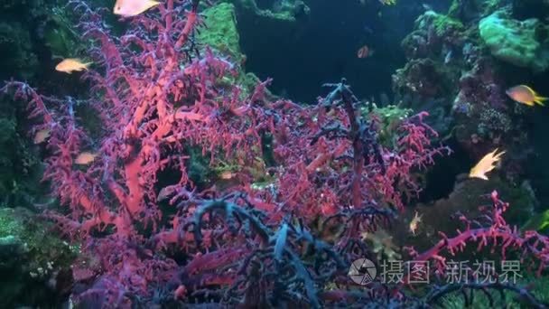 The red soft coral on the ocean floor and fishes.