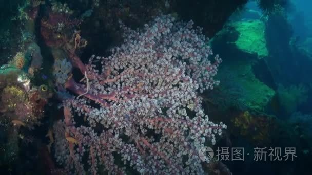 The red soft coral on the ocean floor and fishes.