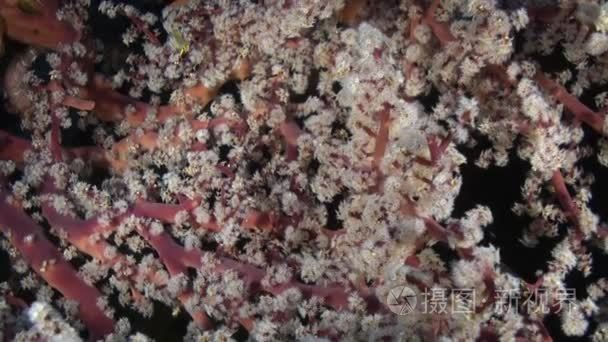 The red soft coral on the ocean floor and fishes.