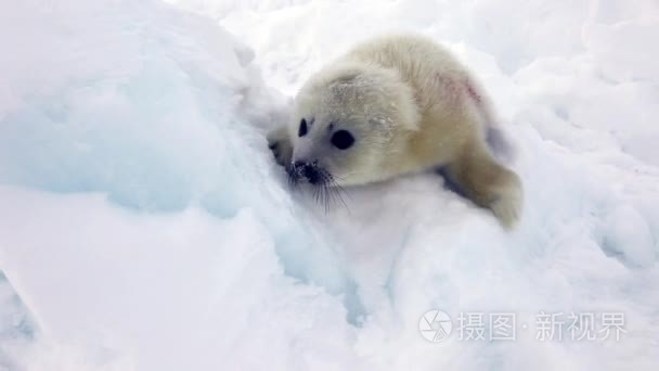 可爱的新生海豹狗在冰看照相机视频
