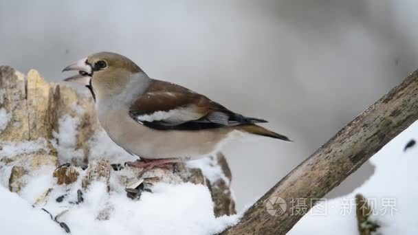 这只鸟吃种子在冬天雀视频