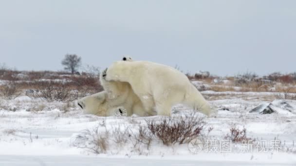 北极熊在雪地上的视频