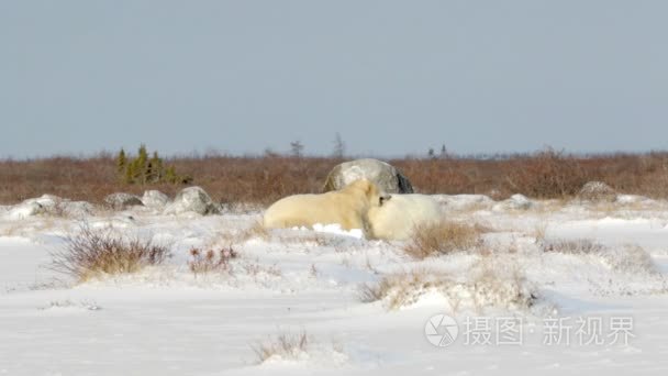 北极熊在雪地上玩视频