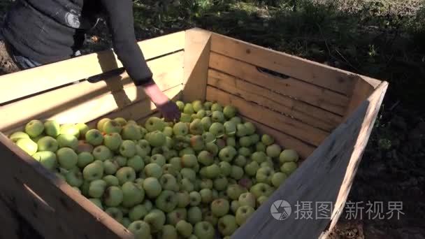 工人的女人负载苹果箱在果园花园在秋天。向上倾斜。4 k